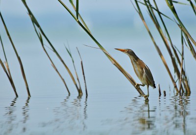 Törpegém. Fotó: Kalafut Péter. Forrás: http://pozitivnap.hu/